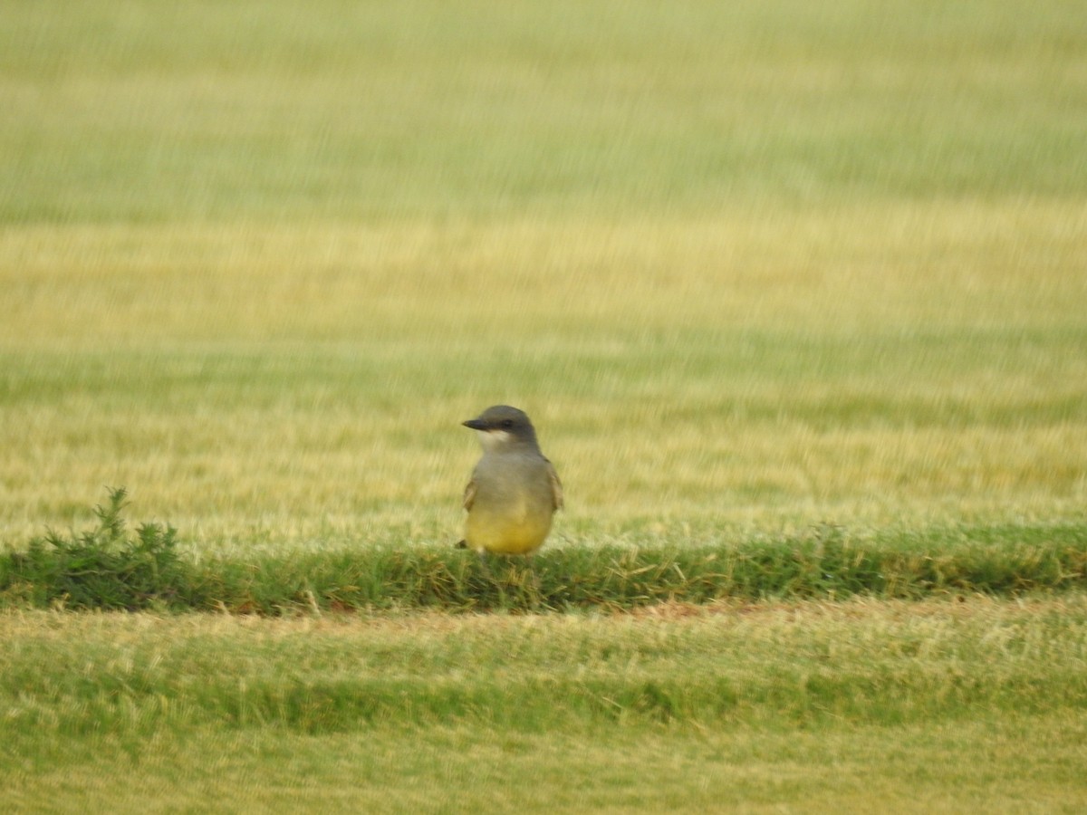 Cassin's Kingbird - ML620443790