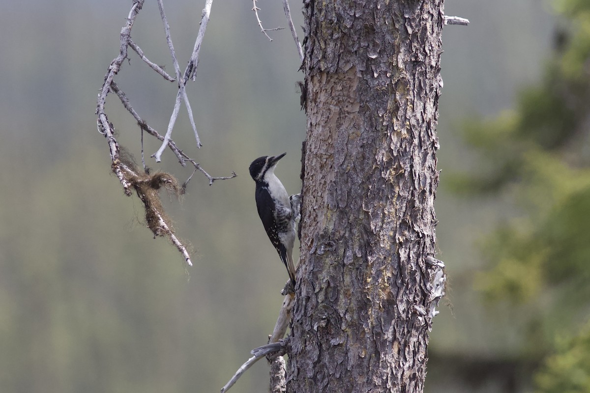 Black-backed Woodpecker - ML620443791