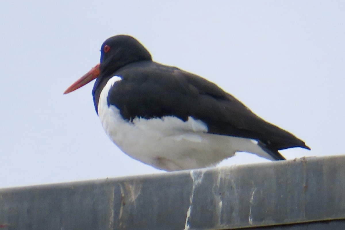 Eurasian Oystercatcher - ML620443792