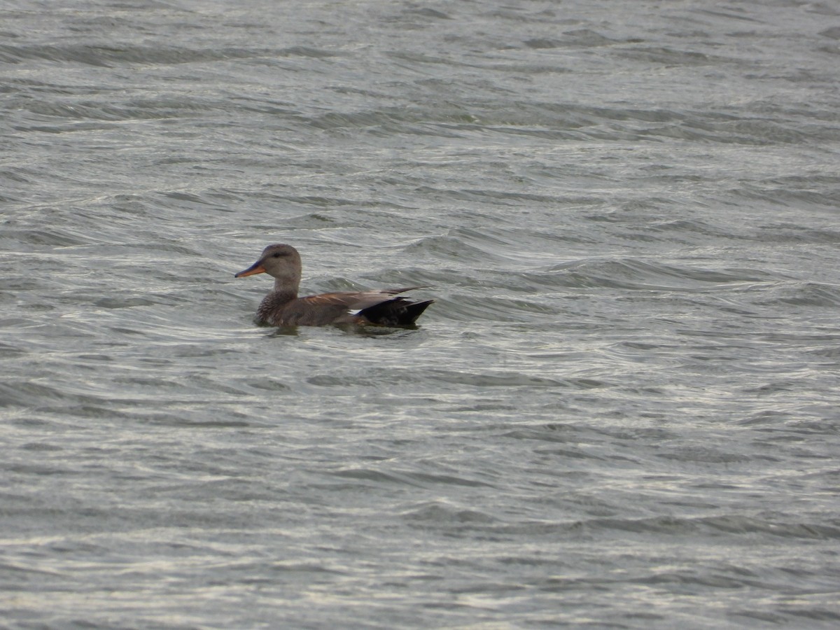 Gadwall - ML620443798