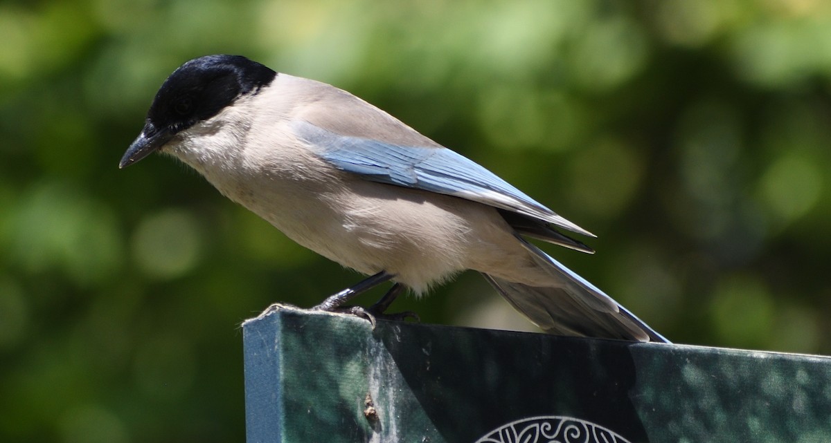 Pie-bleue à calotte noire - ML620443800