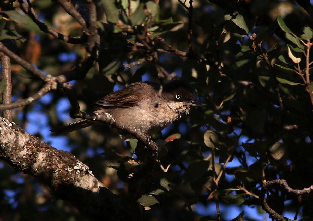 Western Orphean Warbler - ML620443801