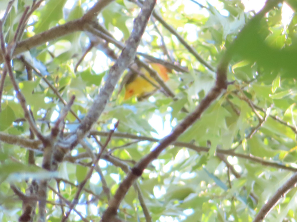 Summer Tanager - ML620443804