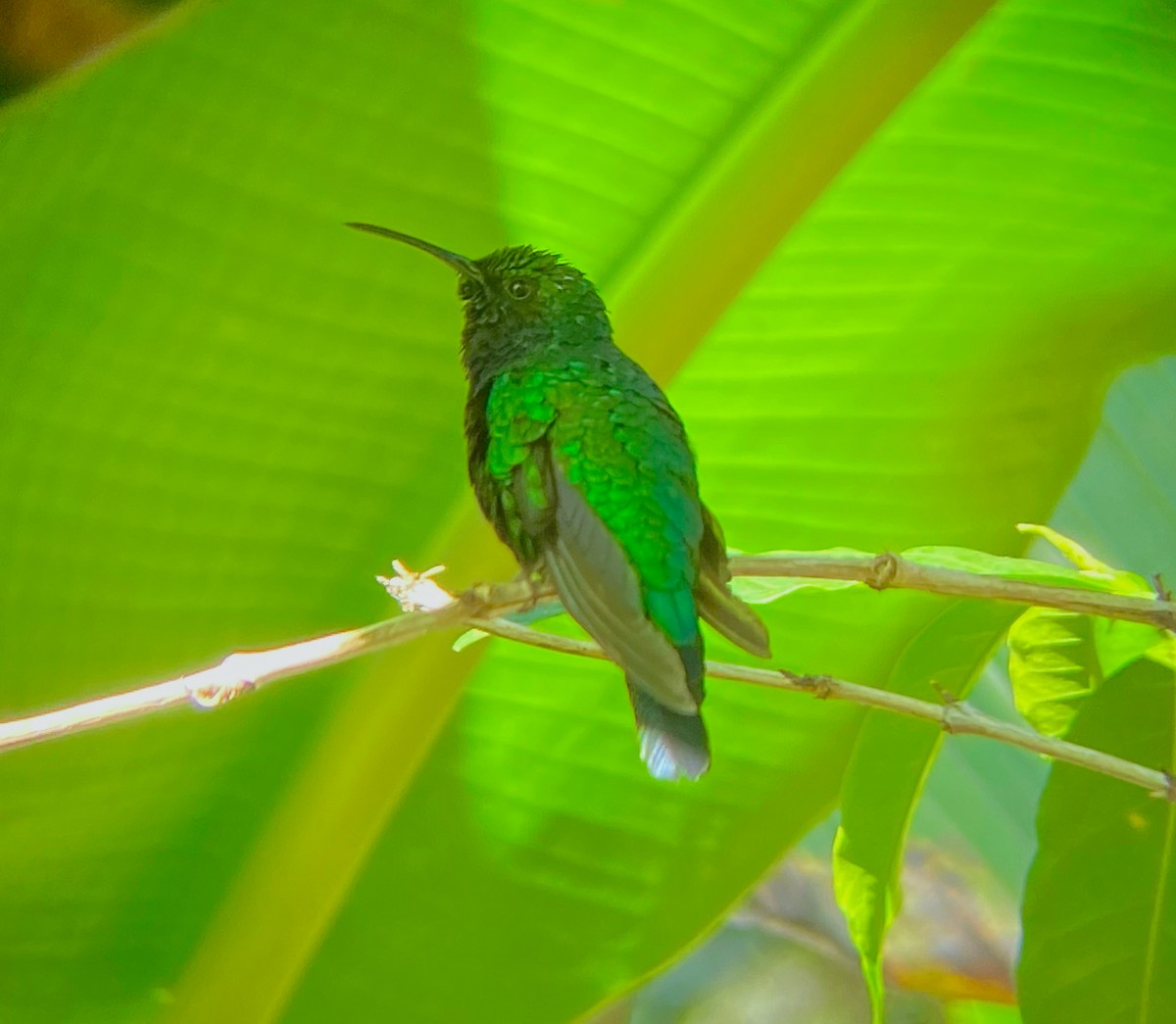 kolibřík tyrkysový - ML620443808