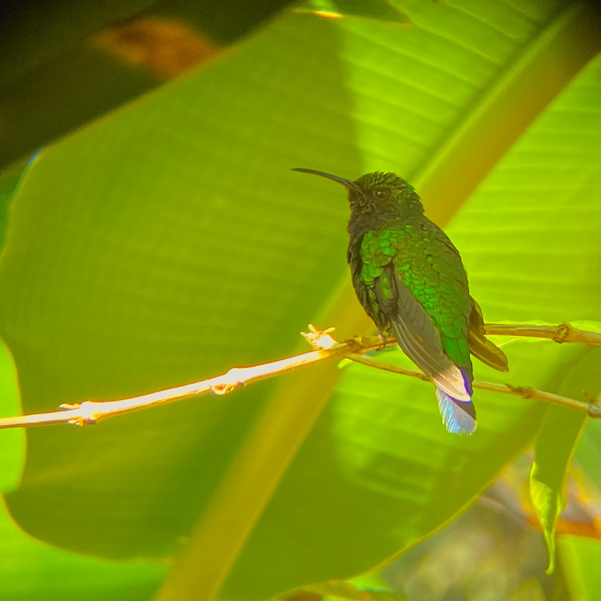 Colibrí de Santa Marta - ML620443809