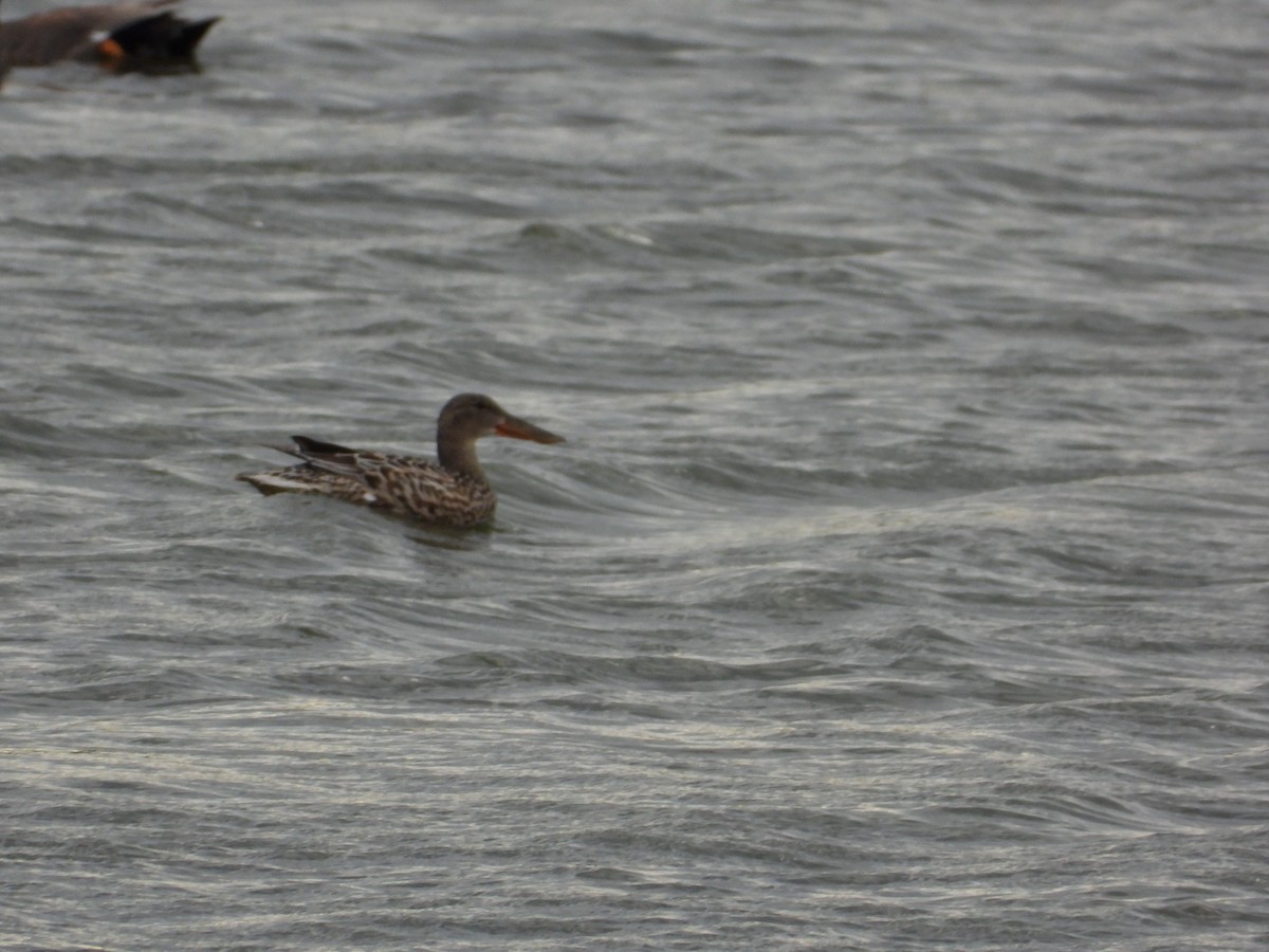 Canard souchet - ML620443812