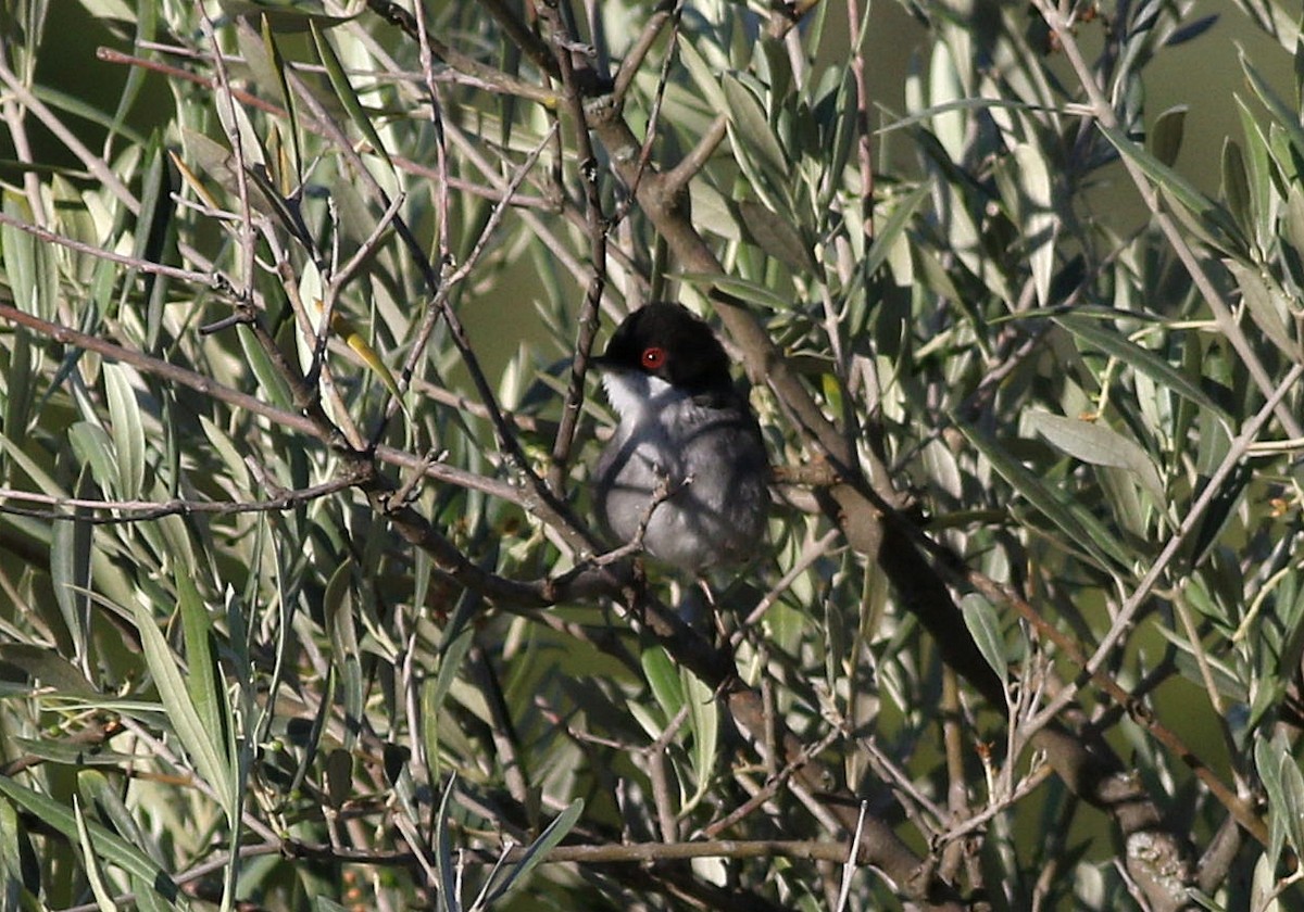 Sardinian Warbler - ML620443814