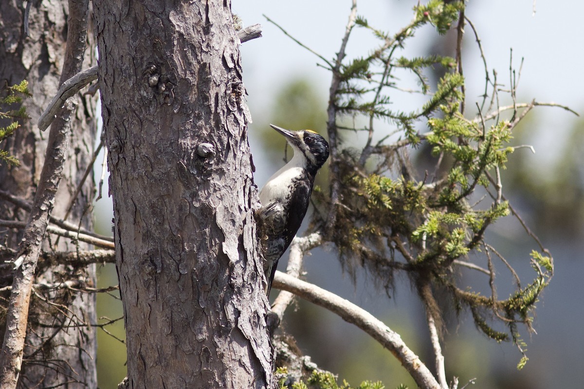 Black-backed Woodpecker - ML620443815