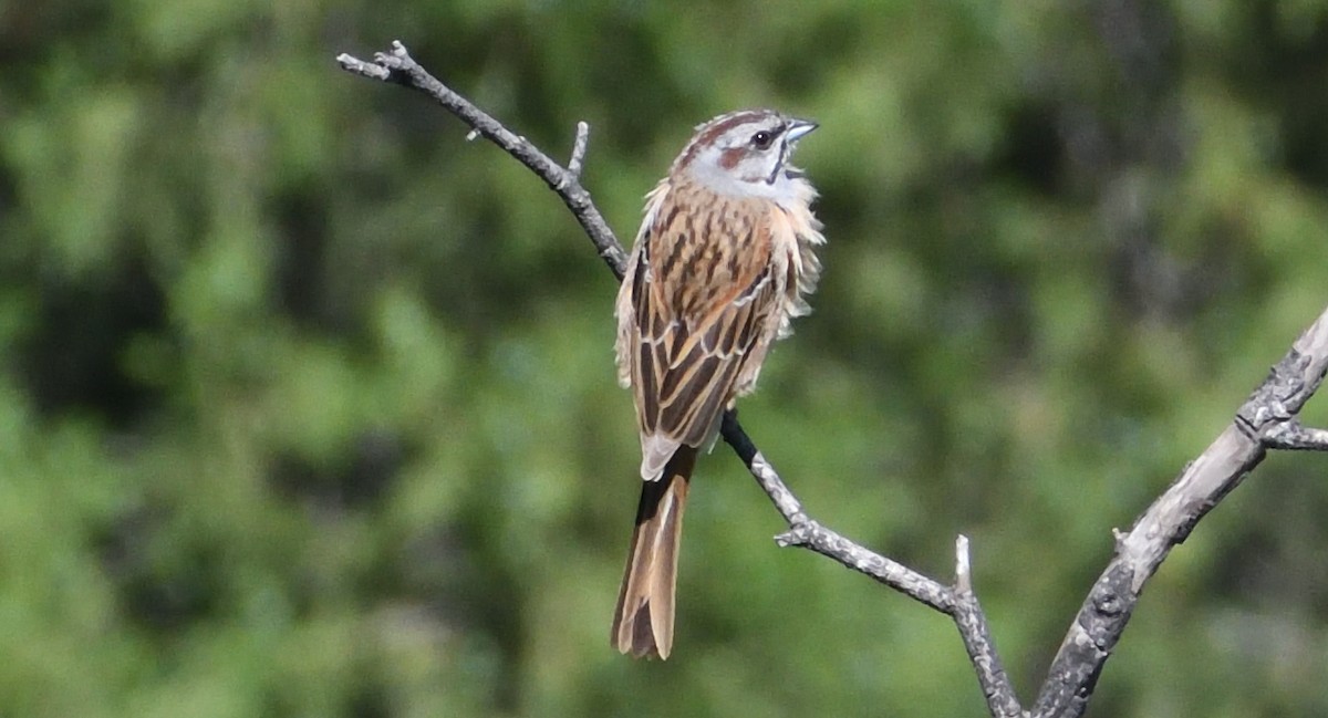 Godlewski's Bunting - ML620443816