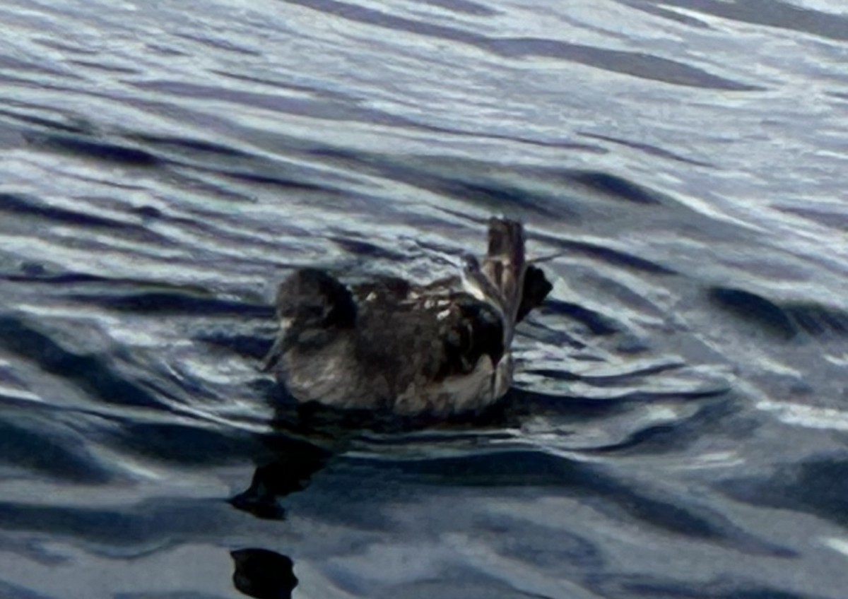 Short-tailed Shearwater - ML620443818