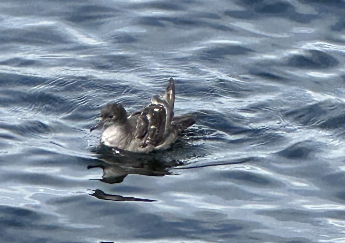 Short-tailed Shearwater - ML620443819