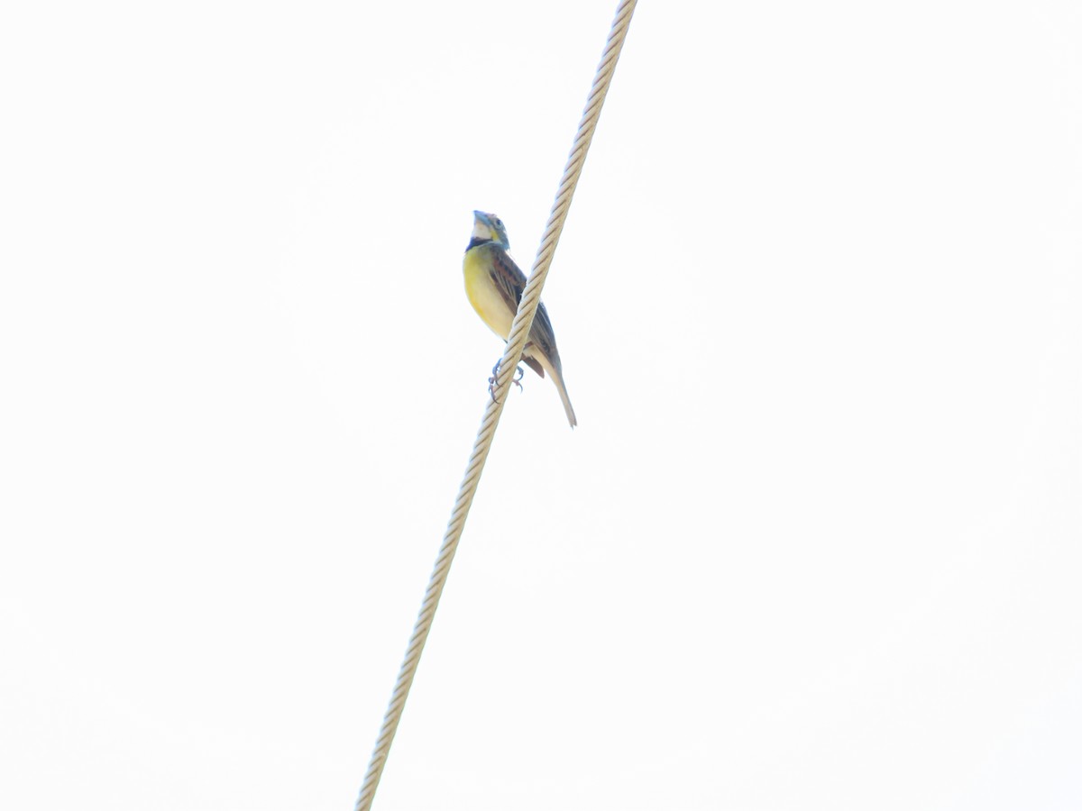 Dickcissel - ML620443827