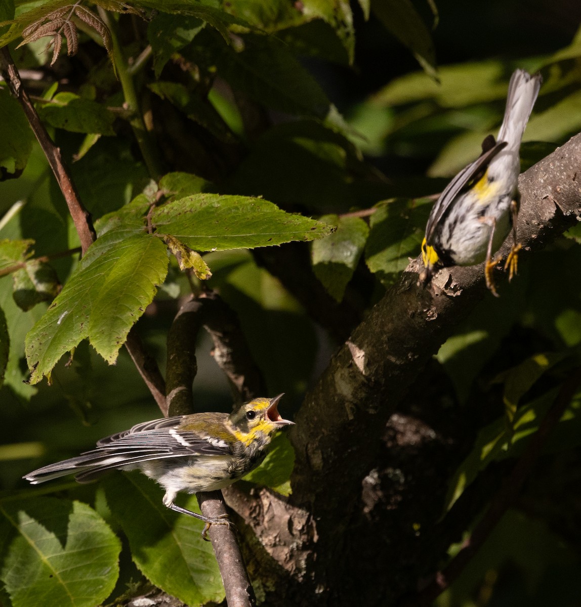 Black-throated Green Warbler - mark thomas