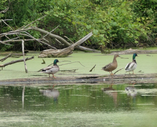 Canard colvert - ML620443831