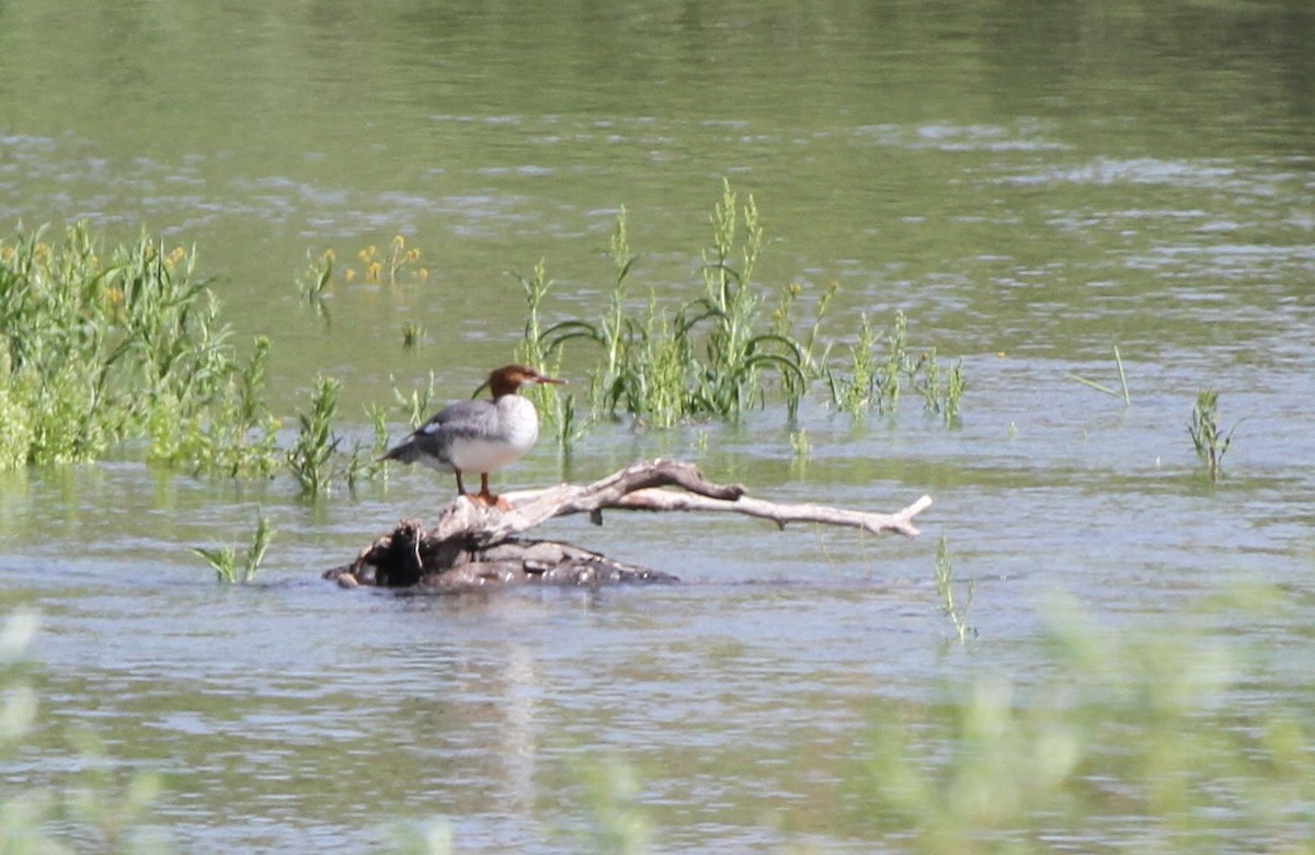 Common Merganser - Stephen B. Brown