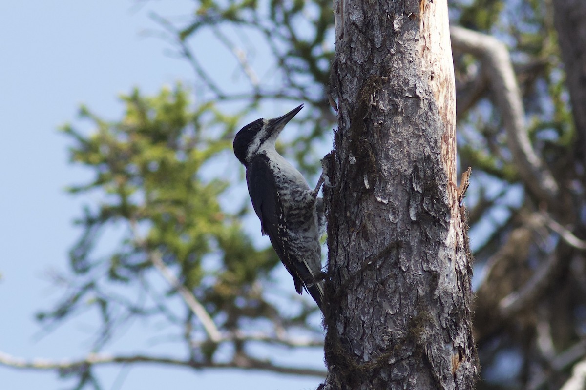 Black-backed Woodpecker - ML620443839