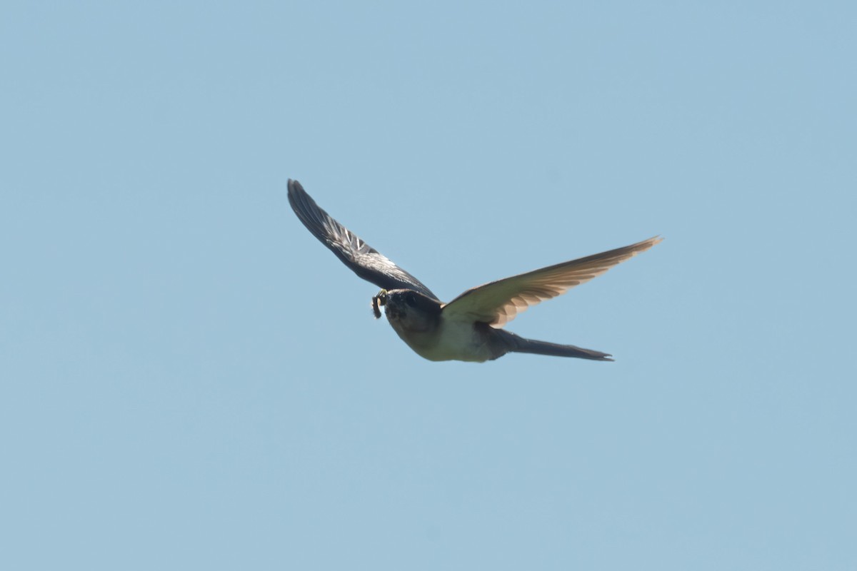 Black-billed Cuckoo - ML620443845