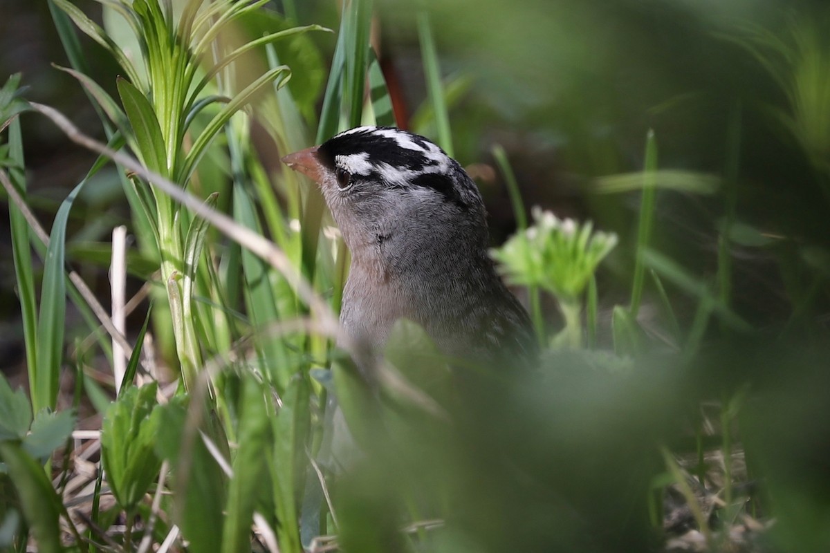 White-crowned Sparrow - ML620443849