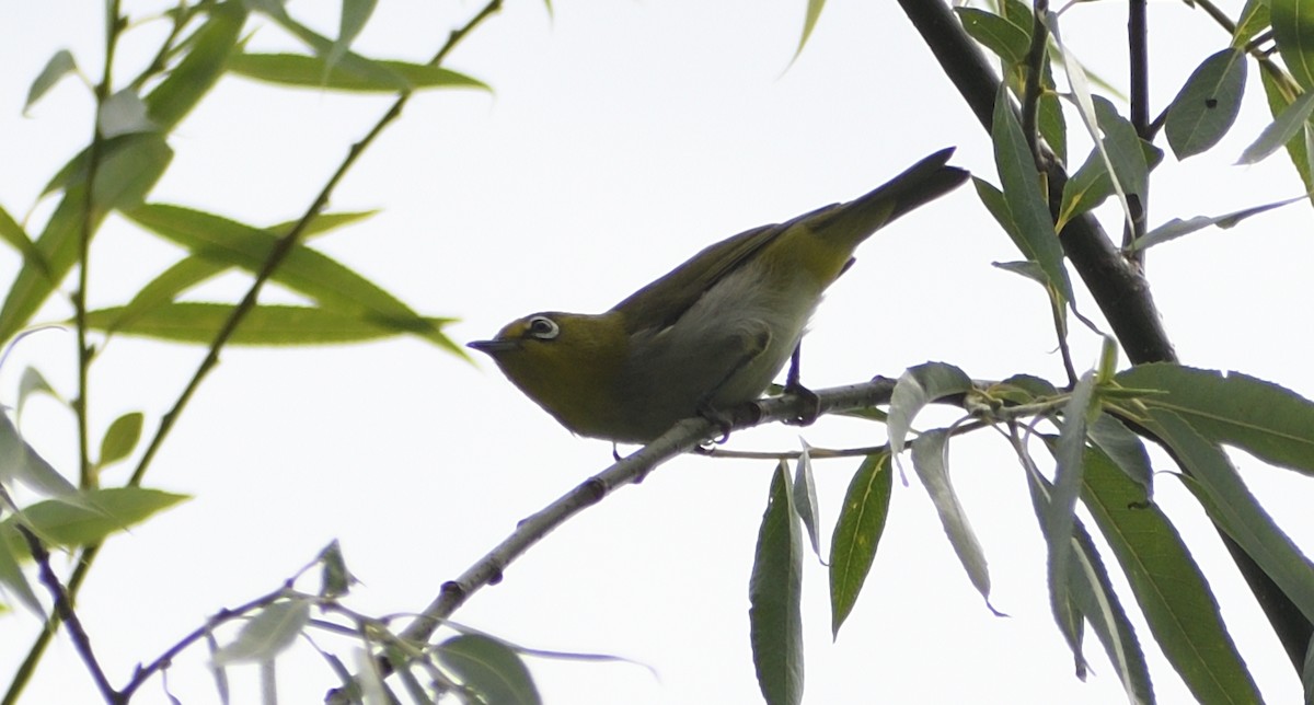 Swinhoe's White-eye - ML620443850