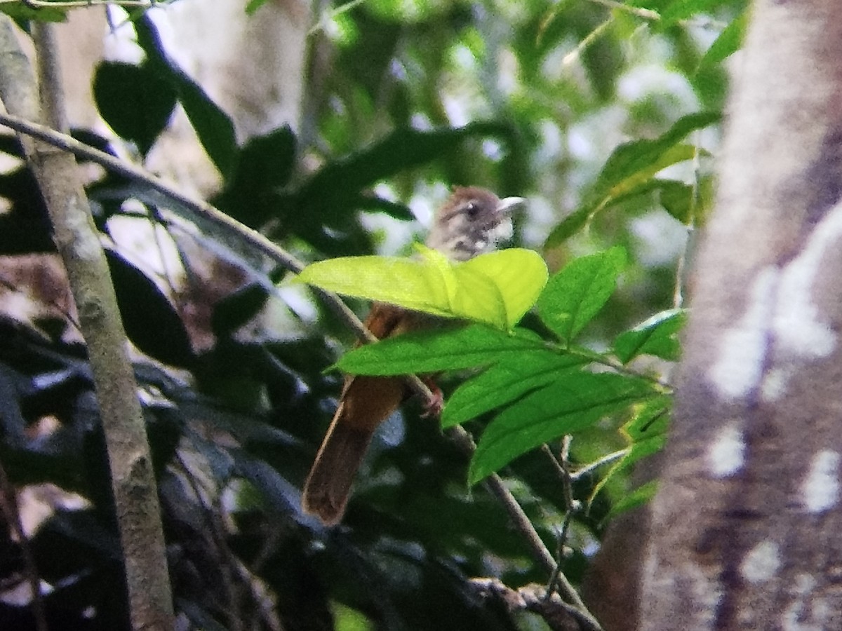 Gray-cheeked Bulbul - Lars Mannzen