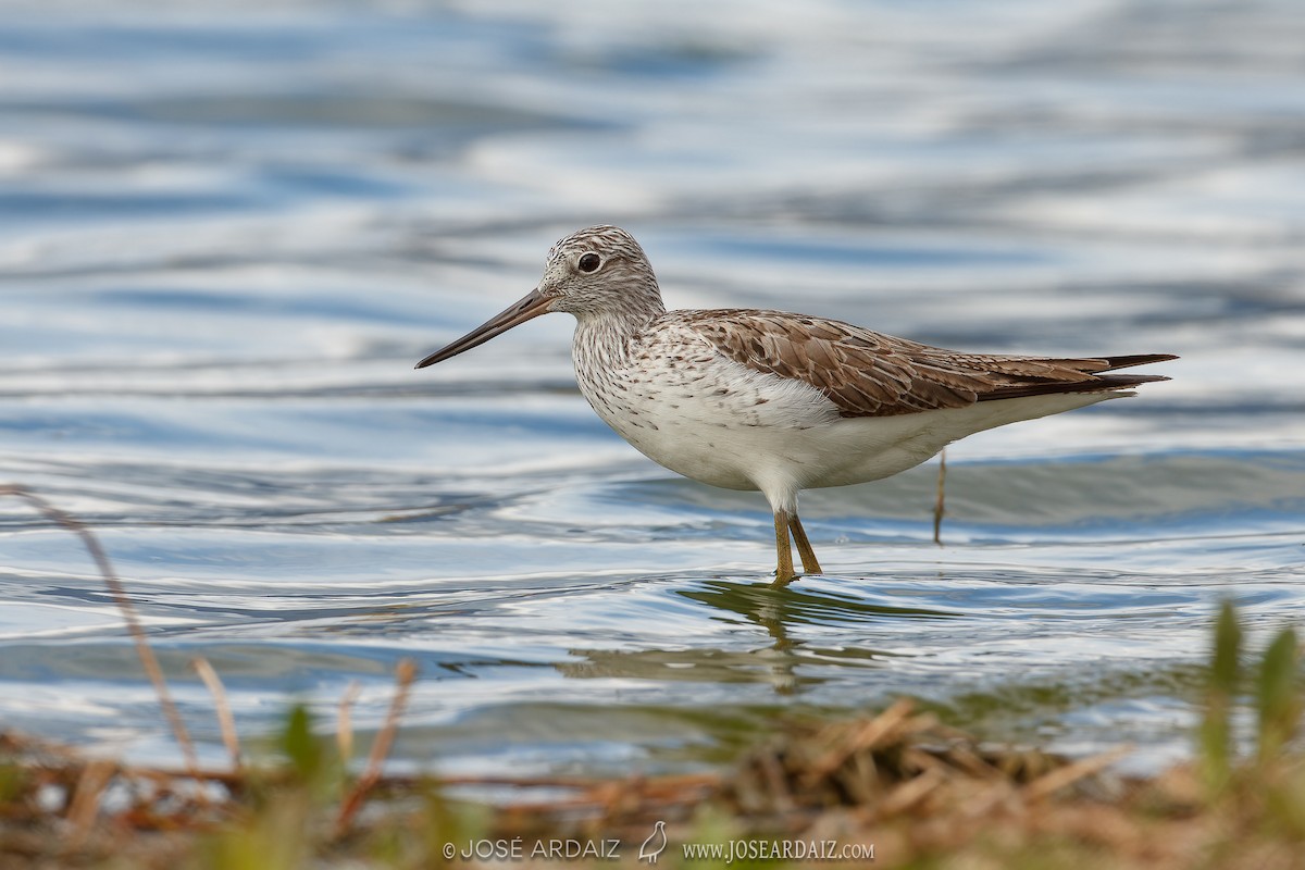 Common Greenshank - ML620443853