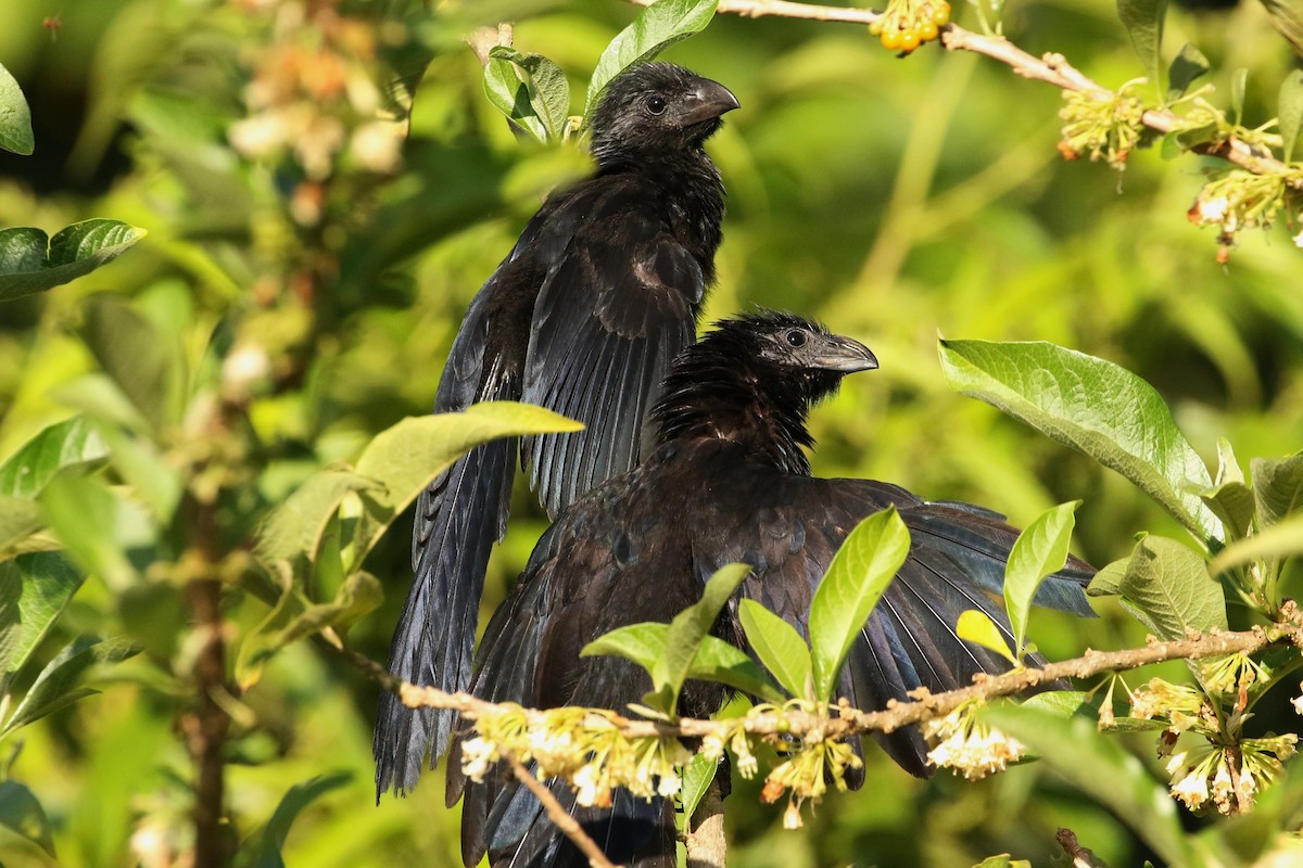 Groove-billed Ani - ML620443854