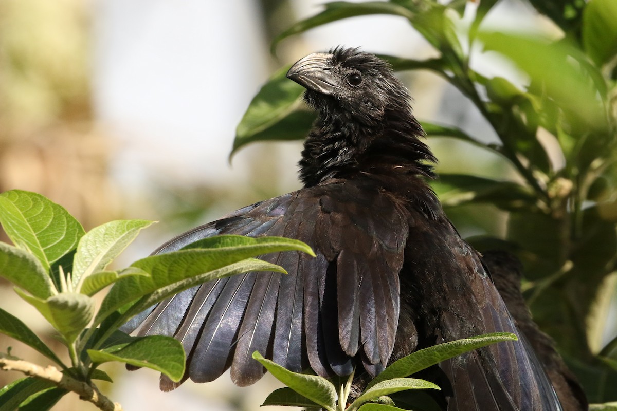 Groove-billed Ani - ML620443855