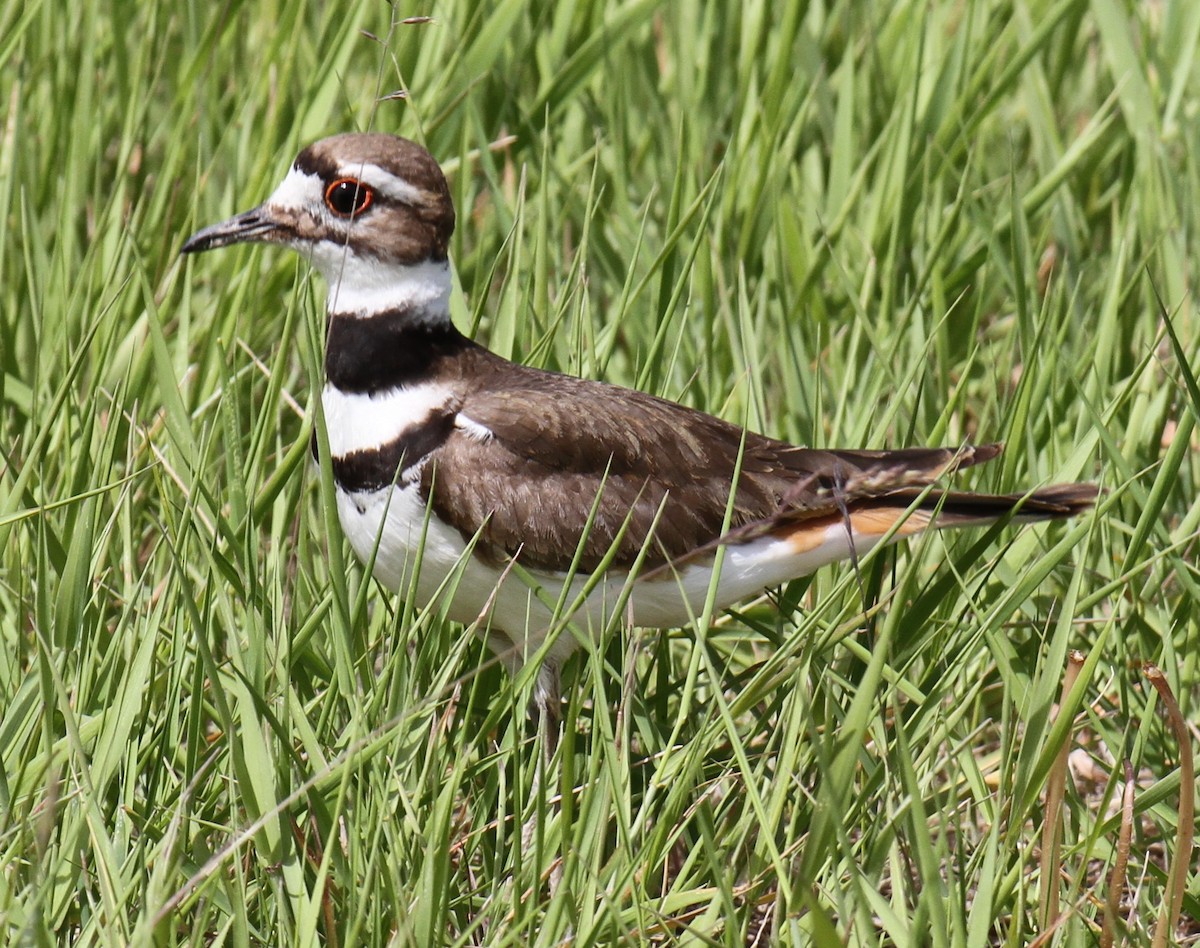 Killdeer - ML620443859