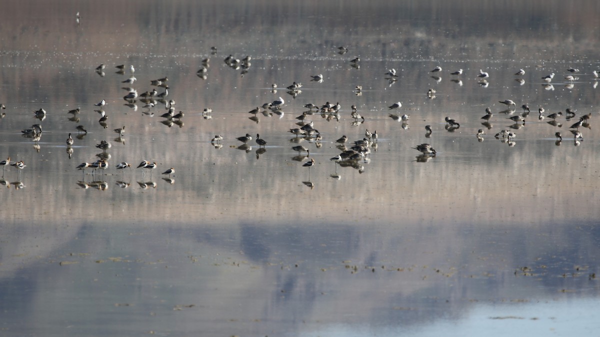 Northern Pintail - Michele Woodford