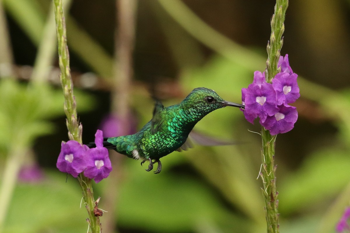 Garden Emerald - ML620443872