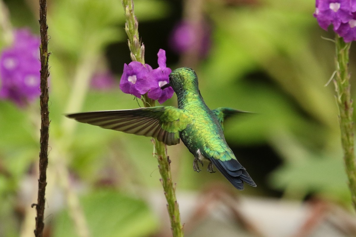 kolibřík zahradní - ML620443874