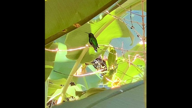 kolibřík tyrkysový - ML620443875