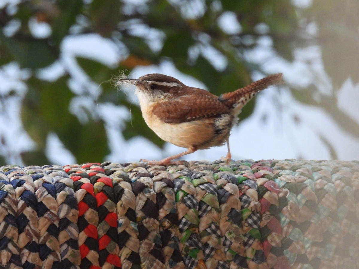 Carolina Wren - ML620443890