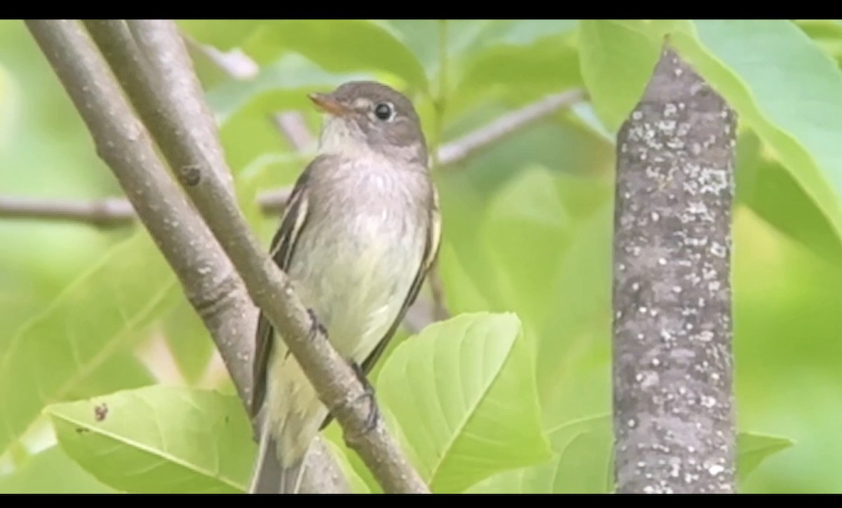 Alder Flycatcher - ML620443898