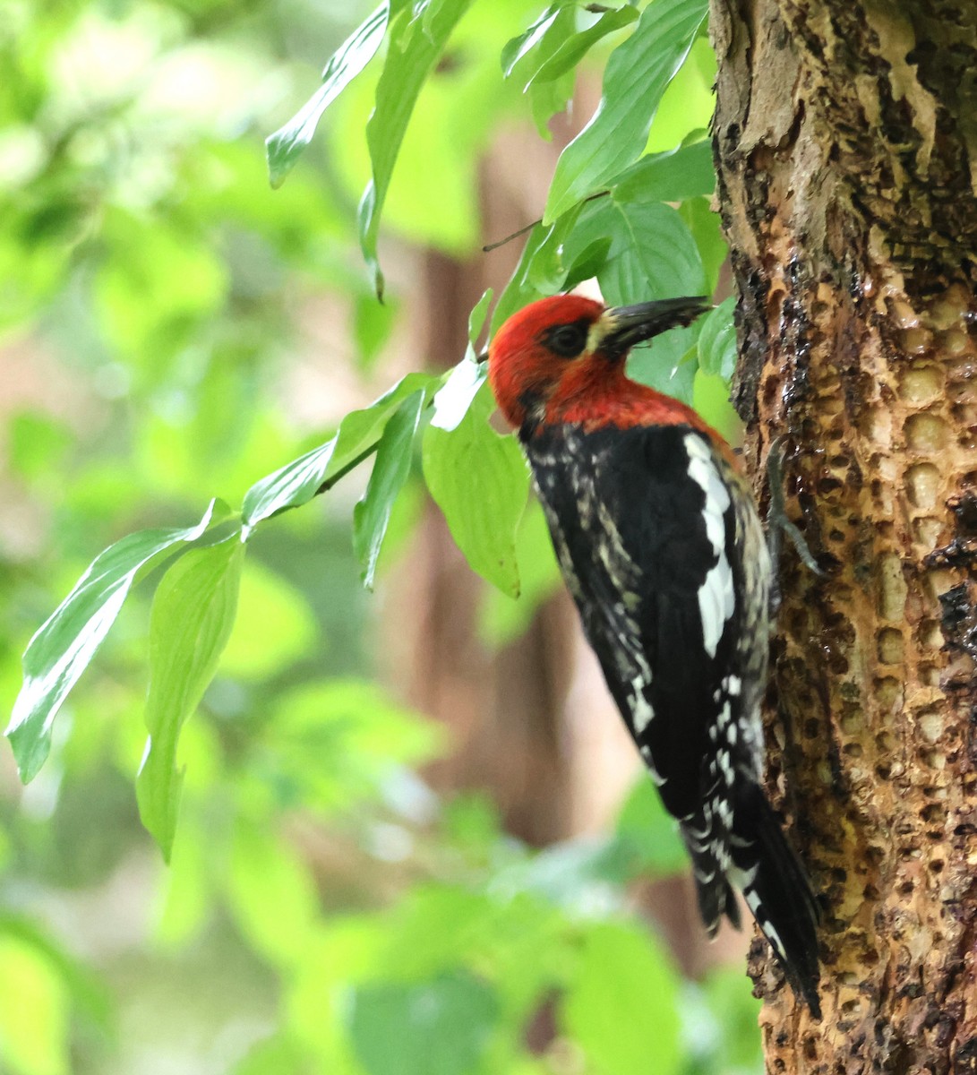 Red-breasted Sapsucker - ML620443909