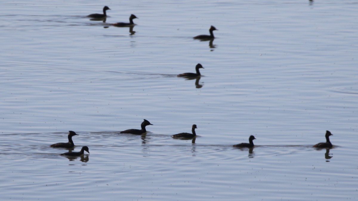 Eared Grebe - ML620443920