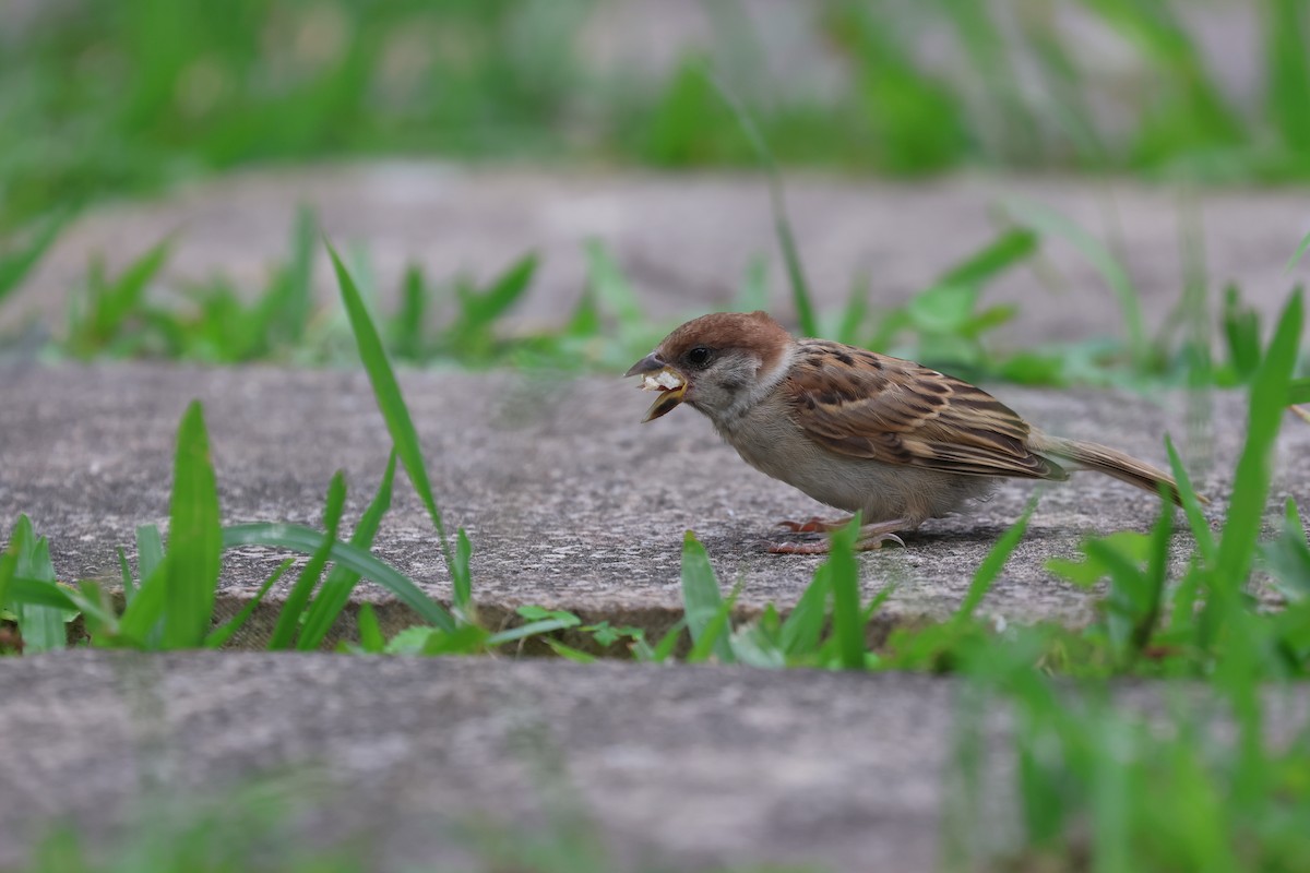 Eurasian Tree Sparrow - ML620443925