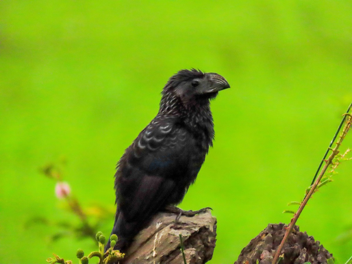 Groove-billed Ani - ML620443926