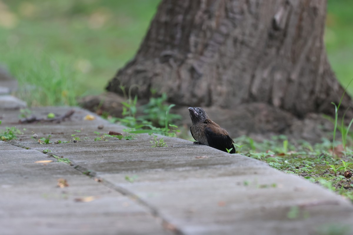 Gray Treepie - ML620443932