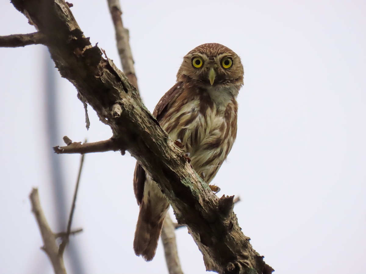 Ferruginous Pygmy-Owl - ML620443935