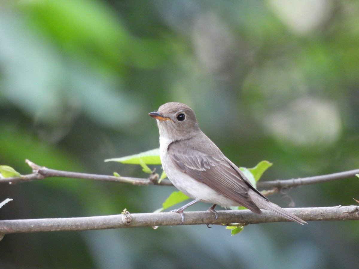 Brown-breasted Flycatcher - ML620443936