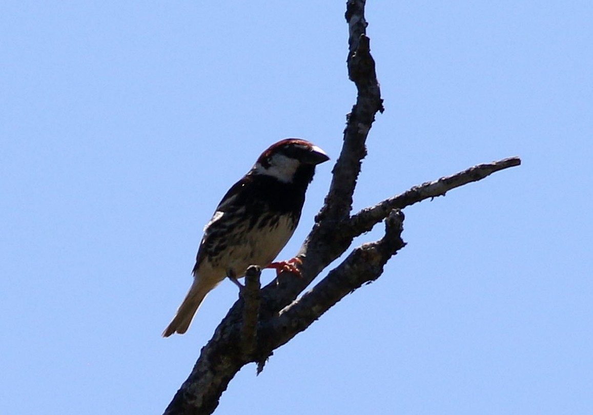 Moineau espagnol - ML620443941