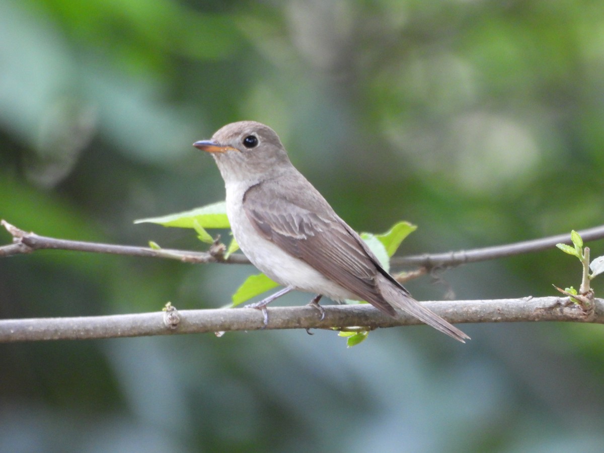 Brown-breasted Flycatcher - ML620443942