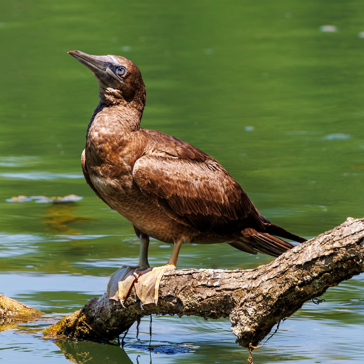 Brown Booby - ML620443946