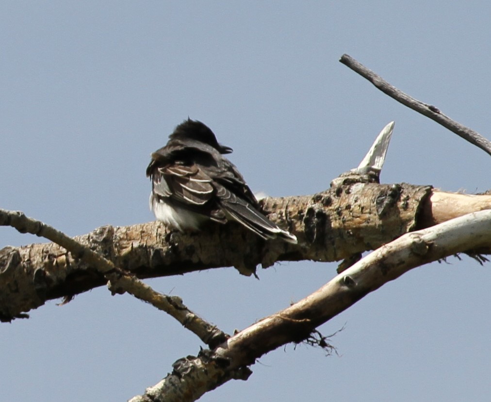 Eastern Kingbird - ML620443950