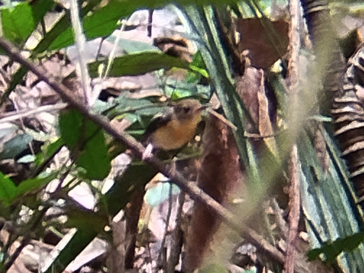 Rufous-chested Flycatcher - ML620443951