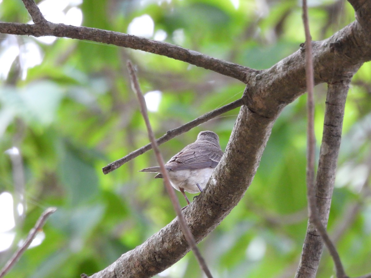 Brown-breasted Flycatcher - ML620443962