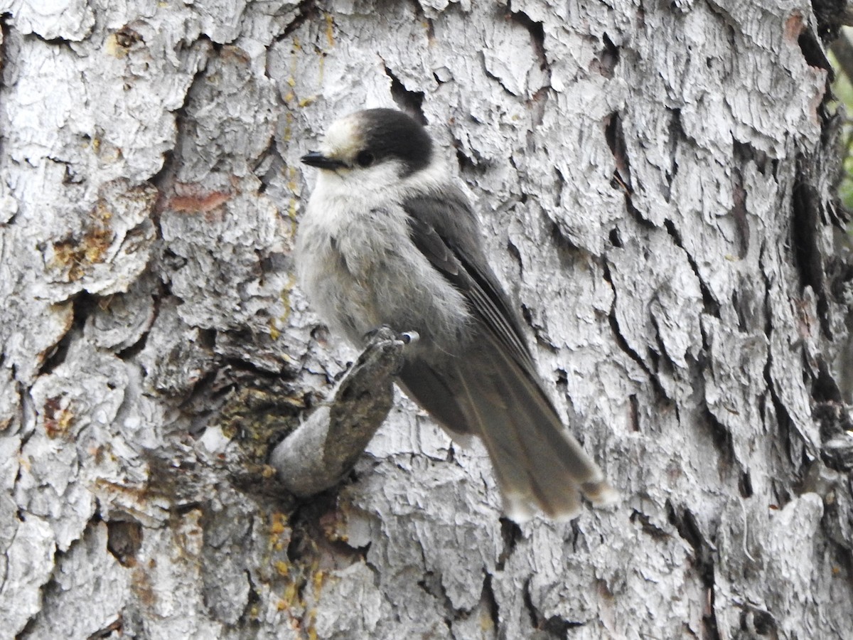 Canada Jay - ML620443967