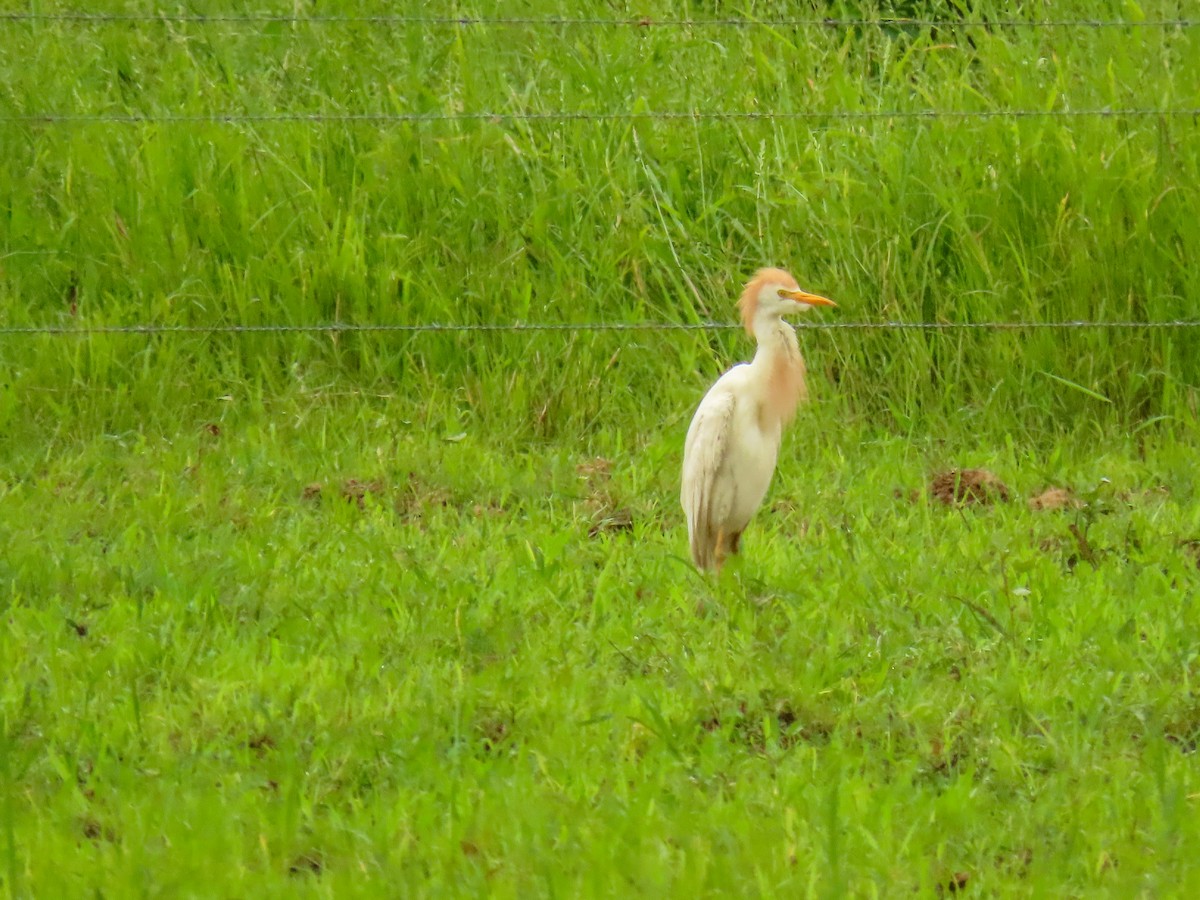 Western Cattle Egret - ML620443970