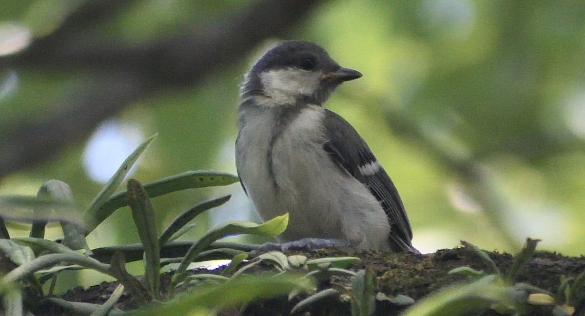 Japanese Tit - Alf forbes